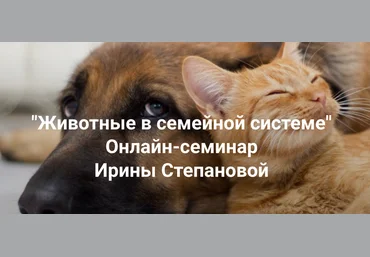 Ирина Степанова Институт Открытого поля Животные в семейной системе 2025 скачать слив