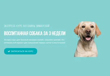 Kinolog School Антонина Зимарева - Воспитанная собака за 3 недели 2021 слив