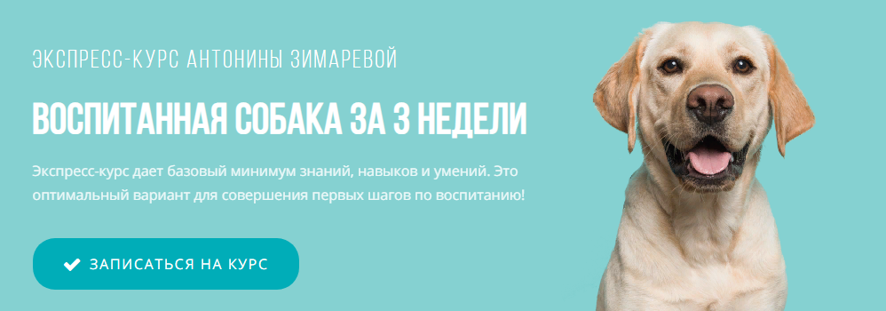 Kinolog School Антонина Зимарева - Воспитанная собака за 3 недели 2021 слив курса