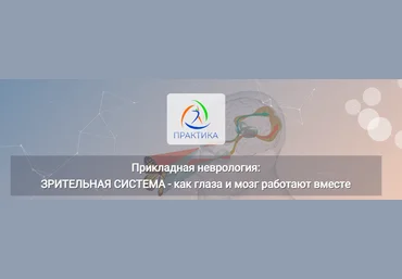 Мария Недре Прикладная неврология: Зрительная система - как глаза и мозг работают вместе 2024 слив