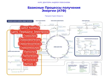 Андрей Лобузнов Базисные процессы получения энергии АТФ 2024 слив
