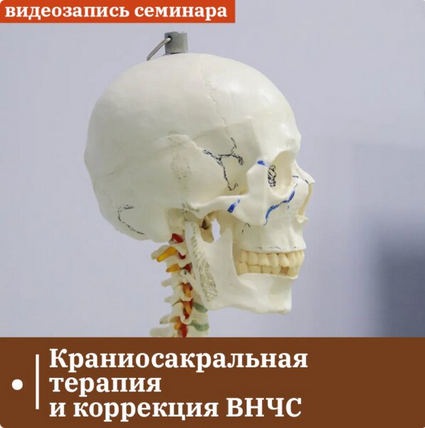 Григорий Крутов Краниосакральная терапия и коррекция ВНЧС 2024 слив курса