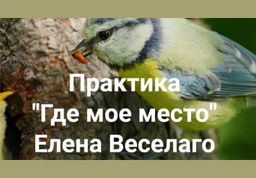 Елена Веселаго Практика «Где мое место» 2022 слив