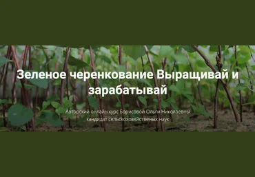 Питомник растений «Глория» Ольга Борисова ― Зеленое черенкование. Выращивай и зарабатывай 2025 скачать слив