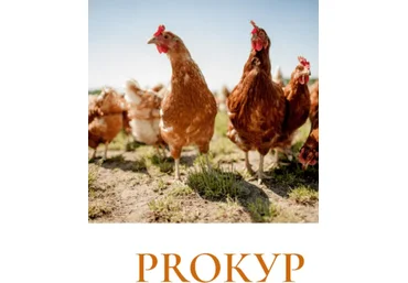 Рыжий Фермер Дарья Яковлева - Методичка по бройлерам и несушкам «PROКУР» 2023 слив